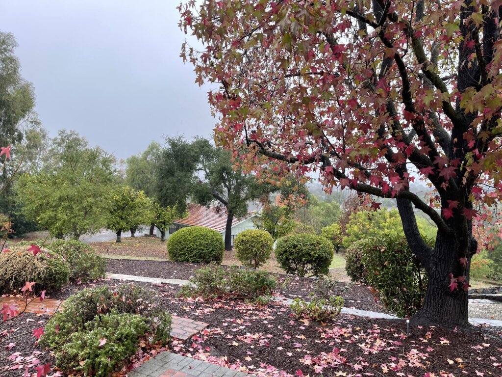 Rainy day Fallbrook open house view of the landscaped yard at 145 Yucca Road with brick path, shrubs, and colorful fall tree.