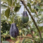 Hass avocado growing on a mature tree in a Fallbrook grove