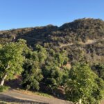 Mature avocado trees thriving in a Fallbrook grove, reflecting Southern California’s rich agricultural heritage and serene lifestyle