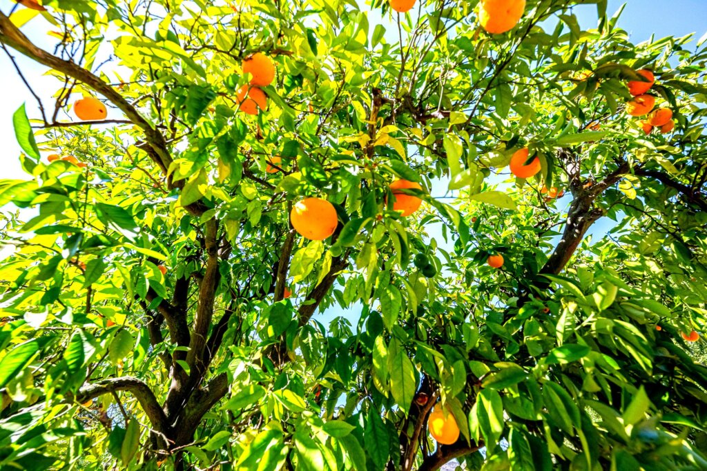 Citrus orchard with mature trees on Fallbrook property