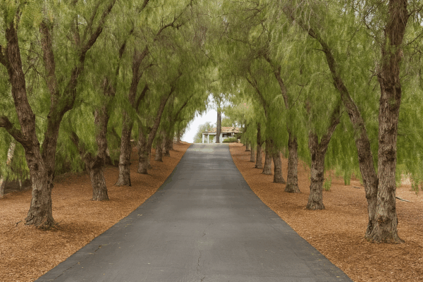 Tree-lined driveway leading to 145 Yucca Road in Fallbrook home tour