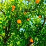 Sunlit orange tree in a Southern California orchard, symbolizing Fallbrook’s fresh, vibrant lifestyle.