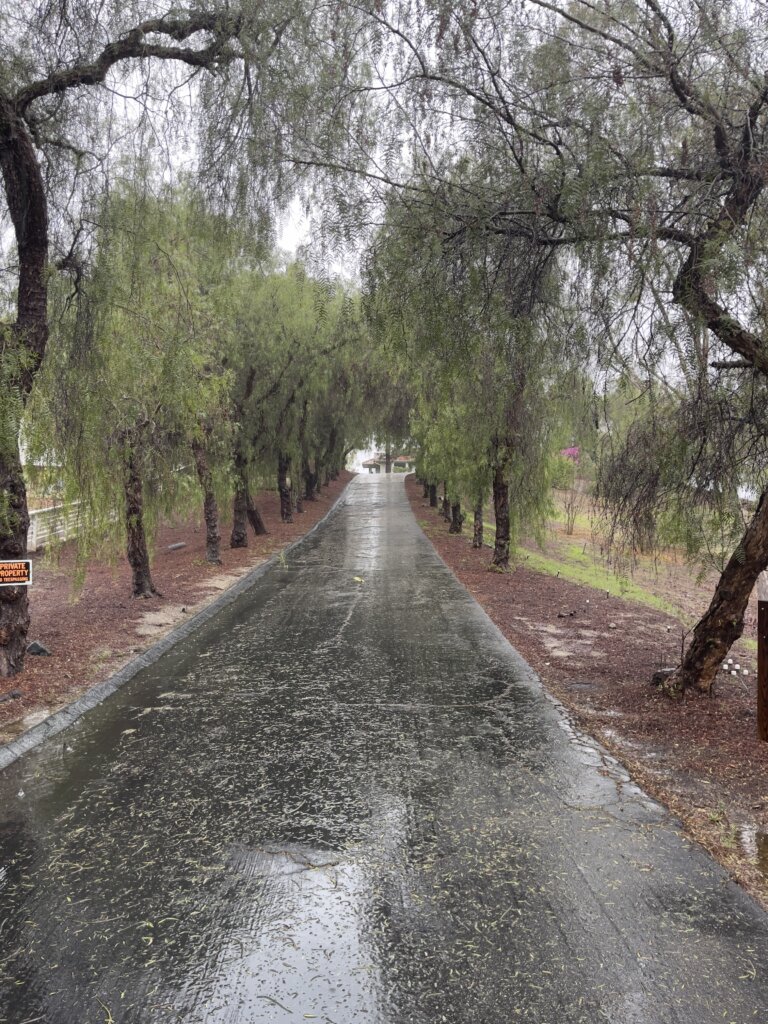 Tree-lined driveway at 145 Yucca Road in Fallbrook glistening in the rain.