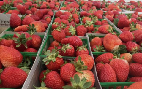 Brentwood Farmers Market