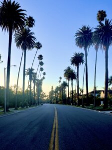 Morning Walk On North Beverly Dr | Palm Trees