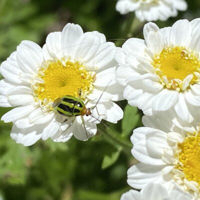 Bonnie Sue Bevans Kent Ct Img 6514