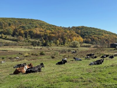 Bonnie Sue Bevans Kent Ct Sharon Cows 2