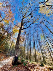 Bonnie Sue Bevans Kent Ct Tree Me