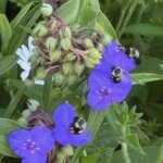 Bonnie Sue Bevans Kent Ct Bee 2