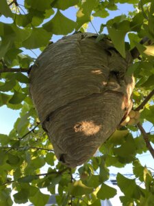 Bonnie Sue Bevans Kent Ct Hive