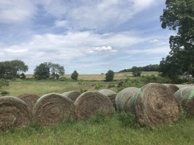 Bonnie Sue Bevans Kent Ct Horse 45