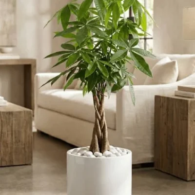 Bonnie Sue Bevans Kent Ct Money Tree 3